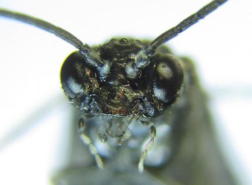 Empria pumiloides