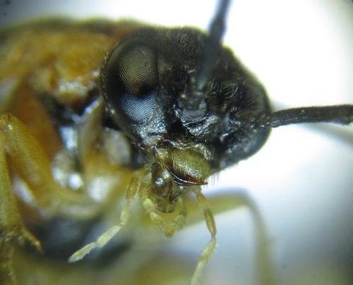 Réf. 279 623 : Pristiphora nigriceps