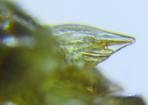Euura viridissima