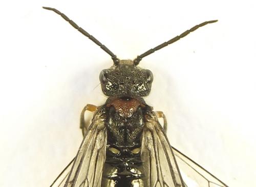 Réf. 279 449 : Dolerus schmidti