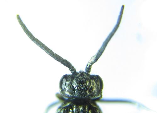 Réf. 279 485 : Empria pumiloides