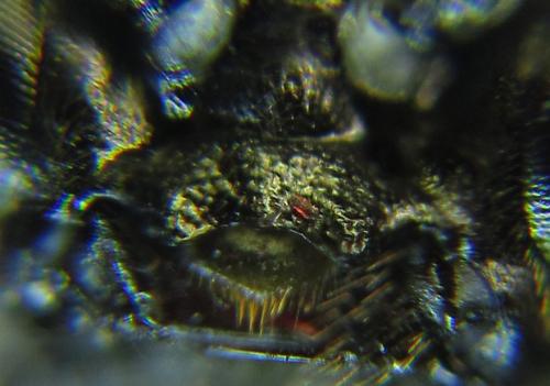 Réf. 279 508 : Empria pumiloides