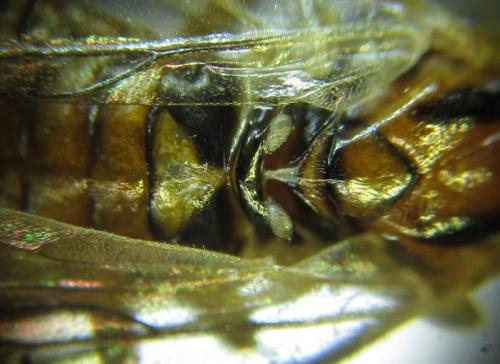 Réf. 279 624 : Pristiphora nigriceps