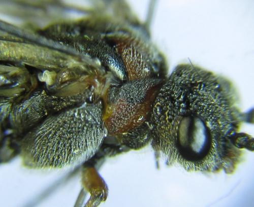 Réf. 279 450 : Dolerus schmidti