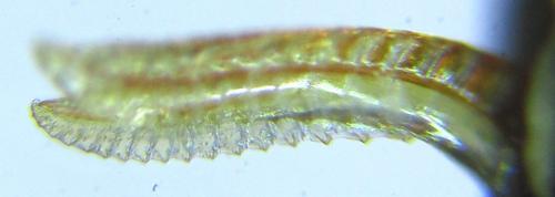 Empria pumiloides