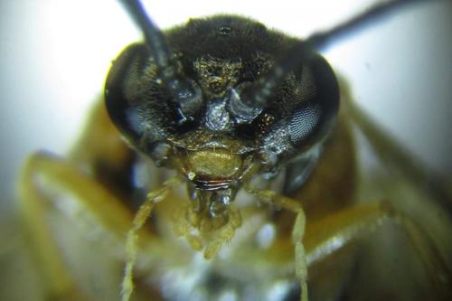 Réf. 279 625 : Pristiphora nigriceps