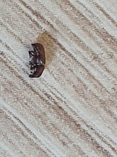 Cossonus sp.