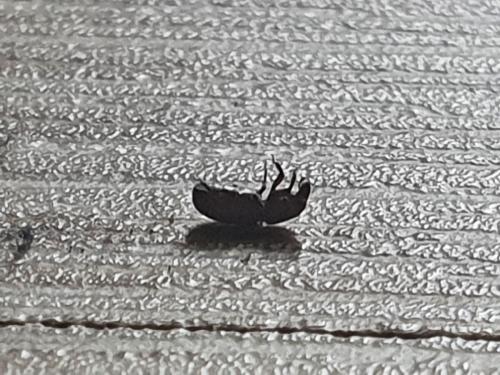 Cossonus sp.