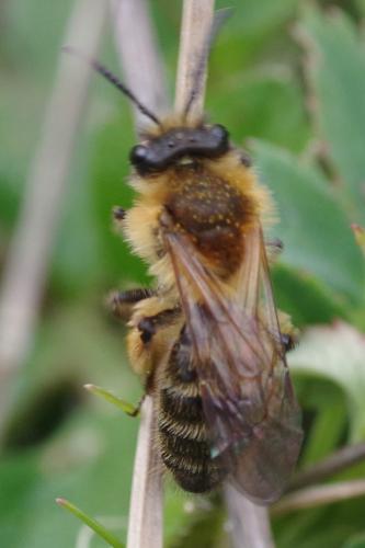 Andrena sp.
