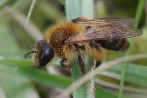 Andrena sp.