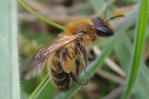Réf. 279 113 : Andrena sp.
