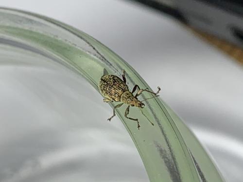 Réf. 279 944 : Polydrusus cervinus