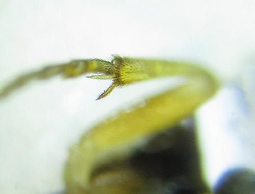 Réf. 279 626 : Pristiphora nigriceps