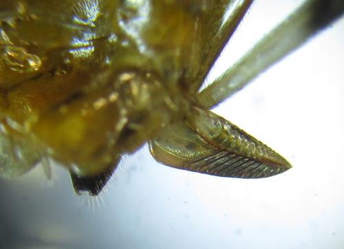 Réf. 279 627 : Pristiphora nigriceps