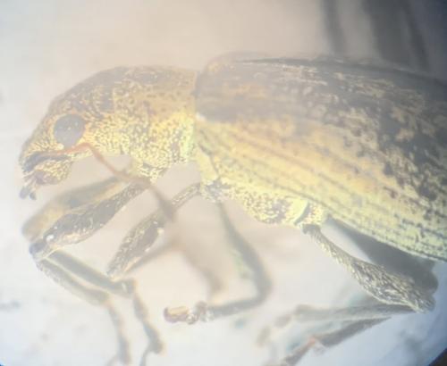 Réf. 279 987 : Polydrusus cervinus