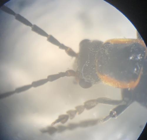 Cantharis pulicaria