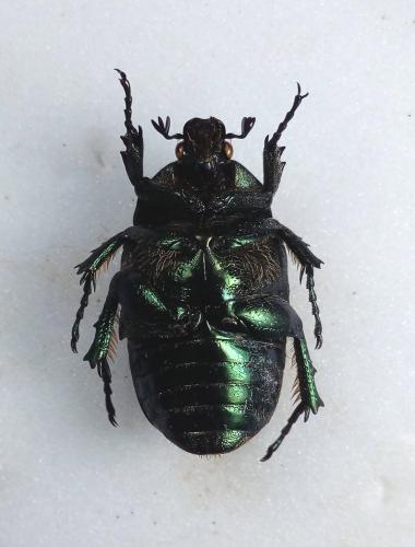 Réf. 279 051 : Potosia angustata