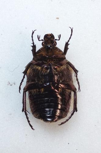 Réf. 279 236 : Cetonia aurata
