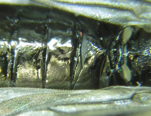 Réf. 279 453 : Dolerus schmidti