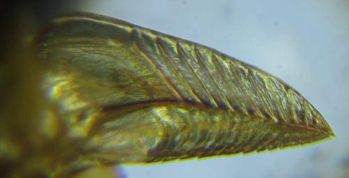 Pristiphora nigriceps