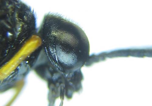 Réf. 279 747 : Eutomostethus gagathinus