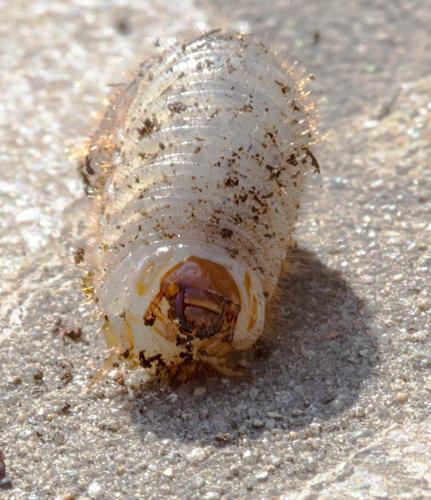 Réf. 279 899 : Cetonia aurata