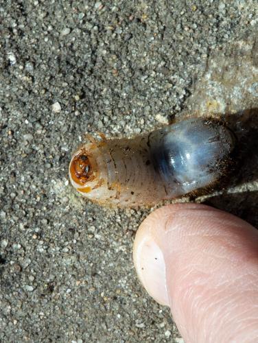Cetonia aurata