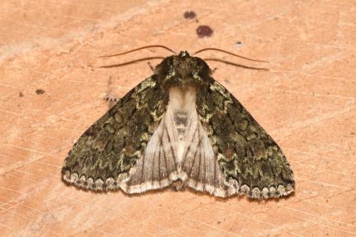 Polyploca ridens
