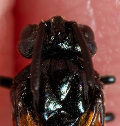 Arge cyanocrocea