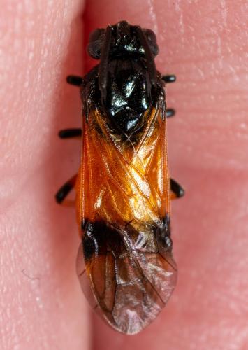 Réf. 279 221 : Arge cyanocrocea