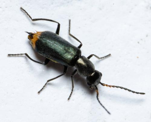 Charopus rotundatus