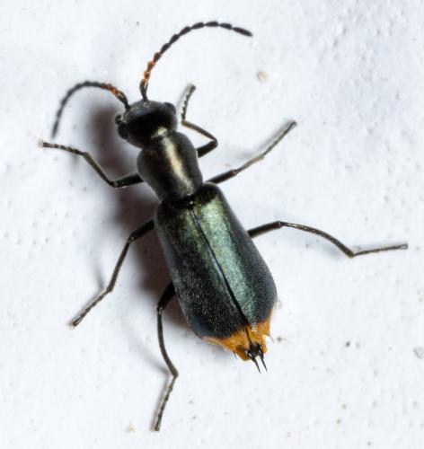 Charopus rotundatus