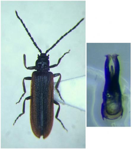 Réf. 279 852 : Omalisus fontisbellaquei