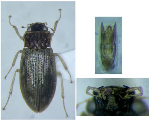 Helophorus grandis