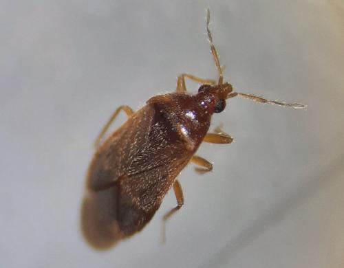 Réf. 279 345 : Cardiastethus fasciiventris