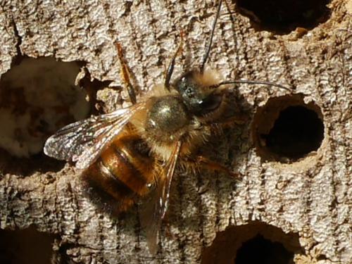 Réf. 279 670 : Osmia bicornis