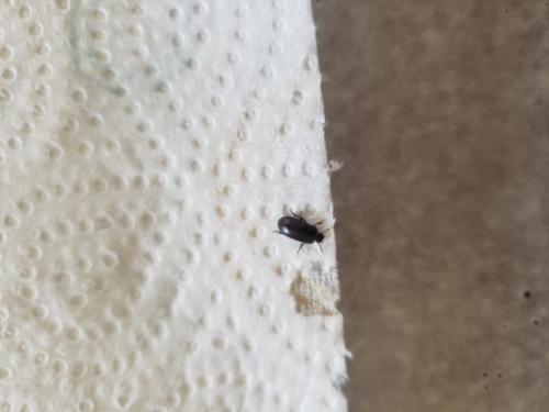 Réf. 279 849 : Alphitobius diaperinus