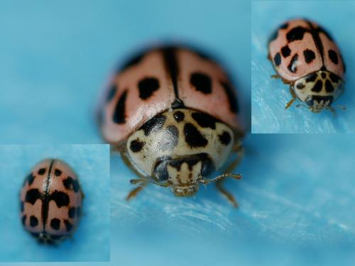 Réf. 279 668 : Oenopia conglobata