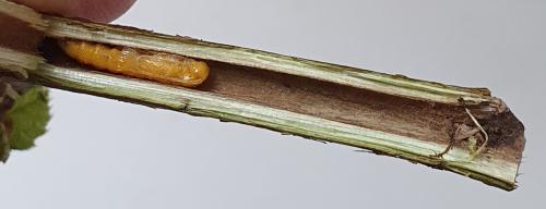 Oberea linearis