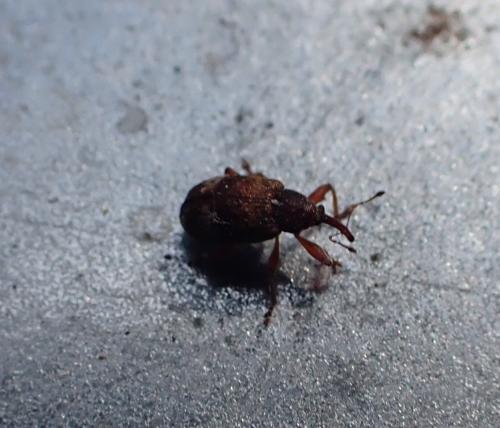 Anthonomus sp.