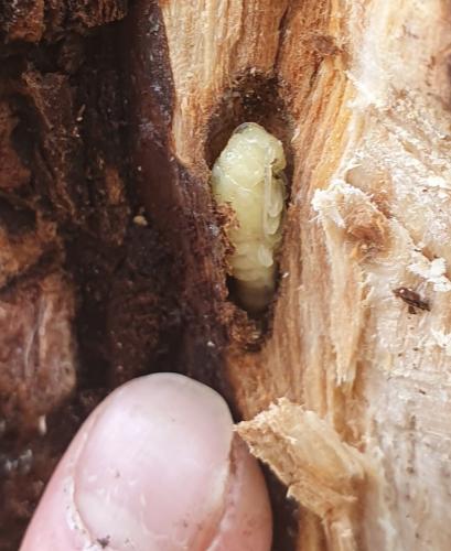 Réf. 279 914 : Saperda punctata