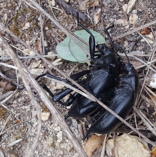 Blaps lusitanica