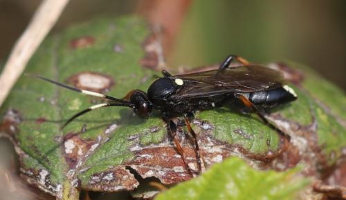 Réf. 279 692 : Ichneumon sp.