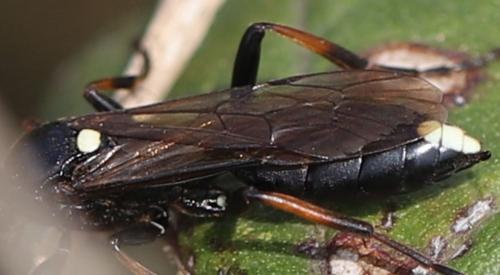Réf. 279 693 : Ichneumon sp.