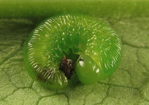 Réf. 279 605 : Tenthredopsis friesei