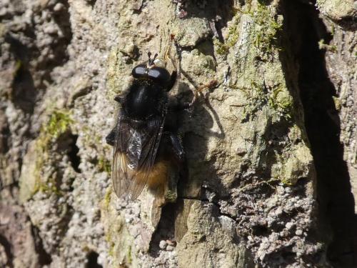 Réf. 279 791 : Criorhina ranunculi