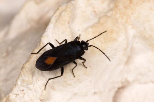Aphanus rolandri
