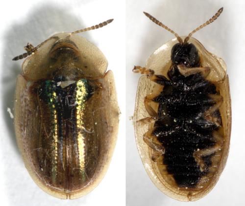 Cassida nobilis