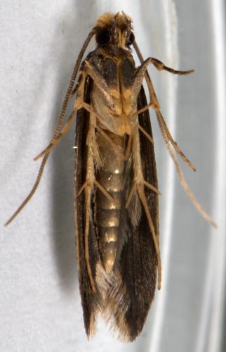Monopis laevigella