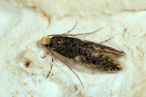 Monopis laevigella